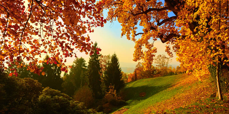 Nature scene of leaves that have turned bright red and orange.