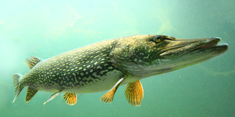 A fish swimming in a lake.